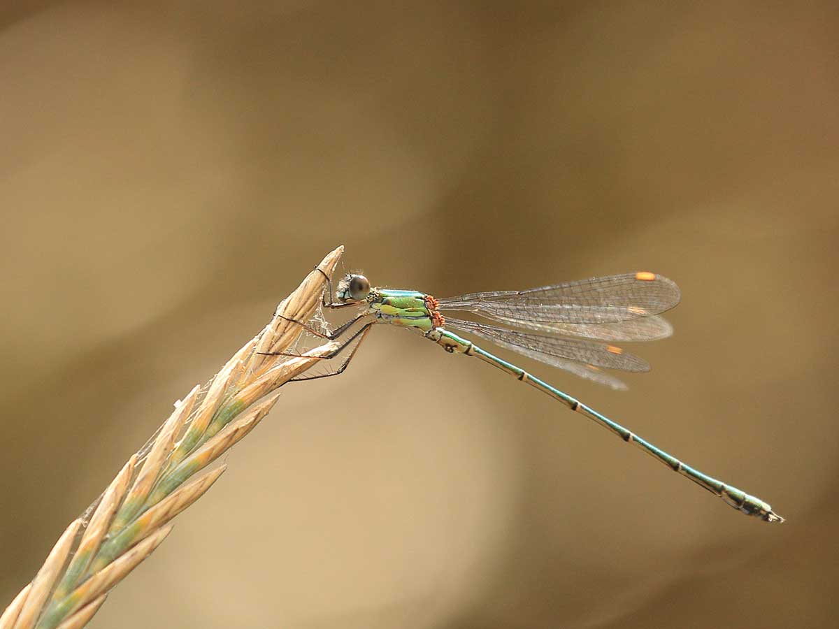 Chalcolestes_viridis